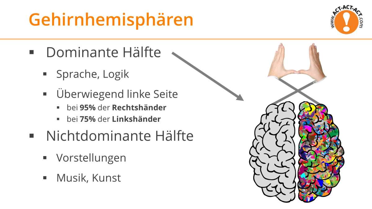 Psychologie Aufnahmetest Kapitel 6: Gehirnhemisphären