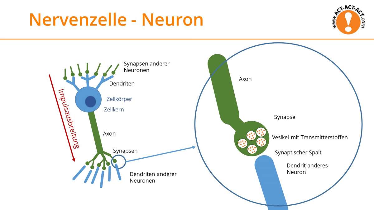 Psychologie Aufnahmetest Kapitel 6: Nervenzelle - Neuron