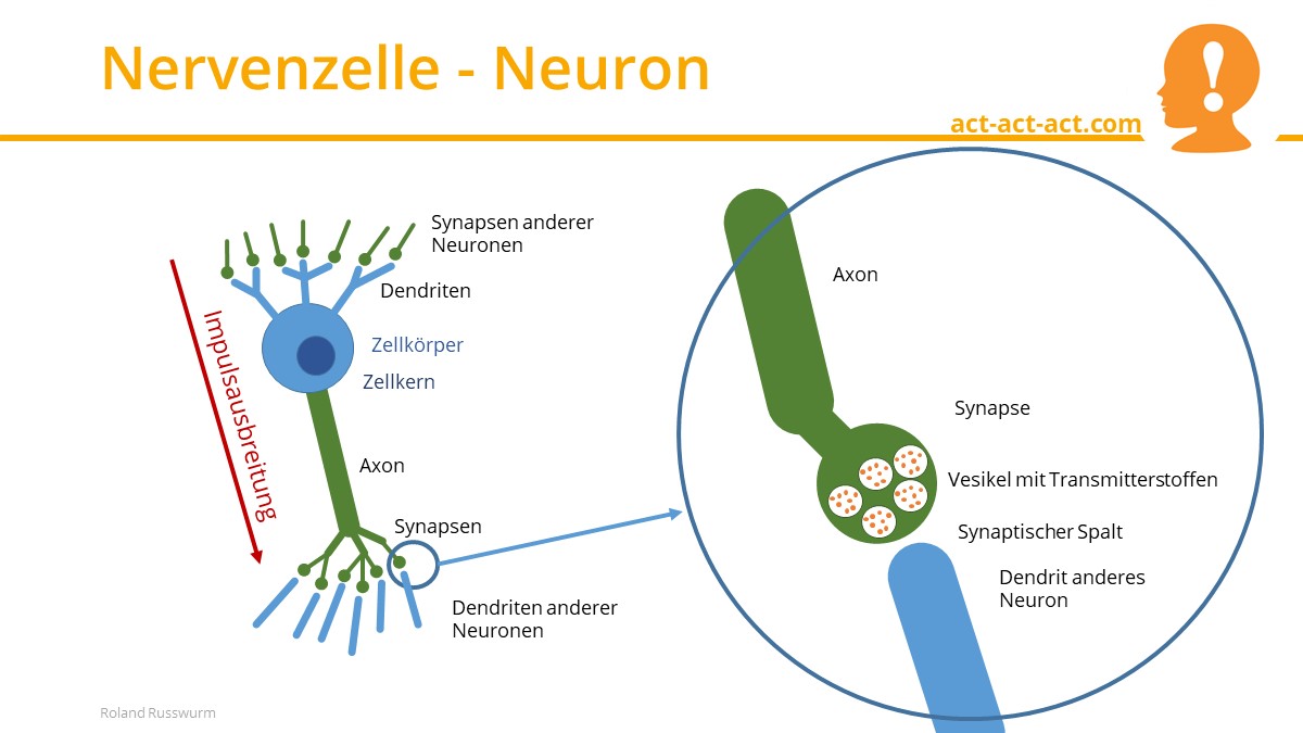 Nervenzelle - Neuron