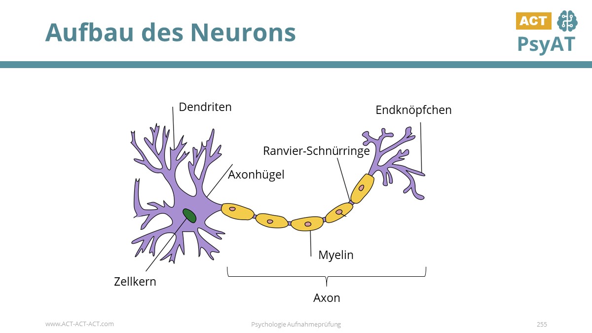 Aufbau des Neurons