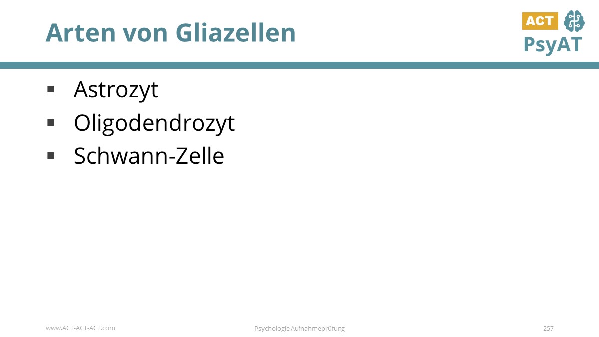 Arten von Gliazellen
